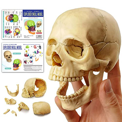 Anatomy Exploded Human Skull Model,Medical Model Dental Clinic