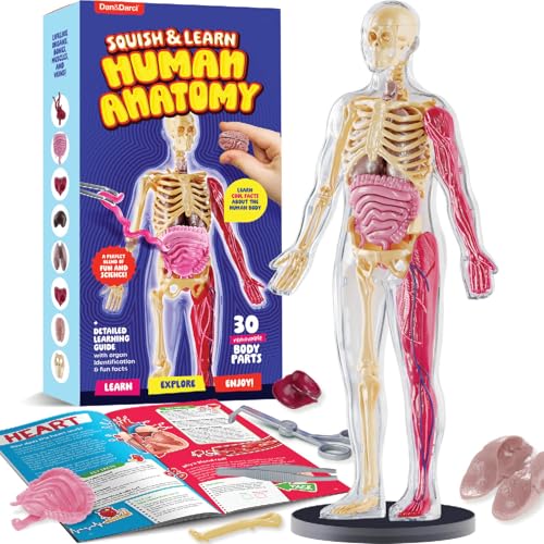 Human Anatomy Squishy Body Model - STEM Science Kits for Kids Ages 8 Years