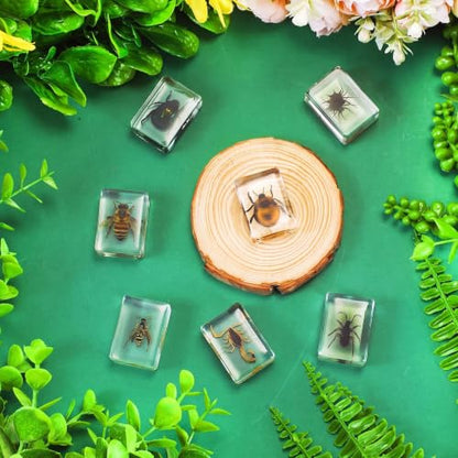 CroBlissful 6 Pcs Insect in Resin Specimen Bugs Collection Paperweights Bugs in Resin Bug Collection Kit for Kids Scientific Educational Toy Classroom Display Supplies