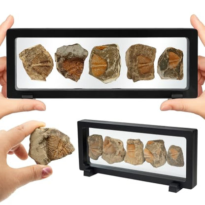 Trilobite Fossil Display Set – 5PCS Authentic Prehistoric Fossils in Rock, Educational Science Specimens for Kids & Adults, Geological Collection, Unique Gift for Collectors and Classroom Use