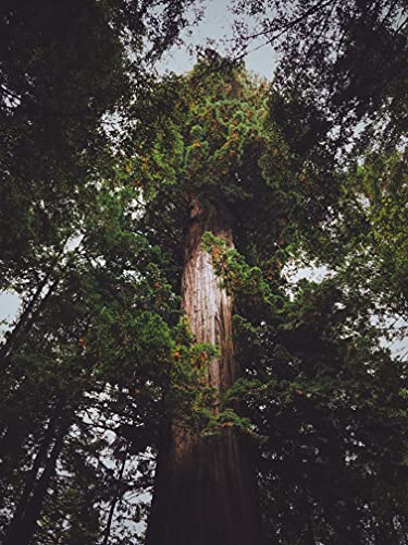 California Giant Sequoia | Tree Seed Grow Kit | The Jonsteen Company