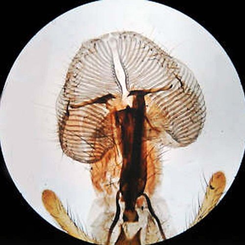 AmScope PS50A Prepared Microscope Slide Set, Biology & Pathology - style: Set