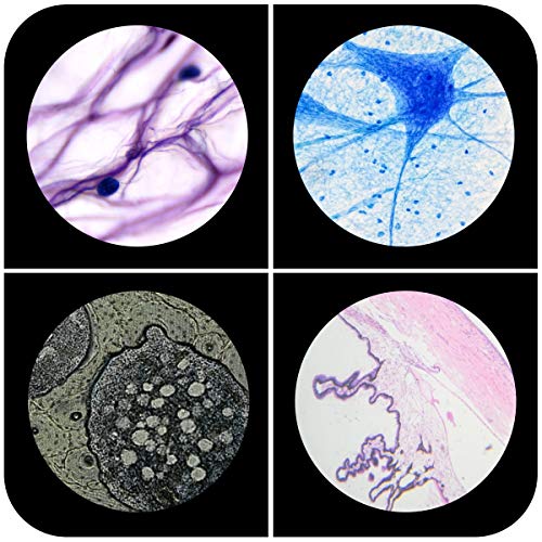 60pcs Plastic Prepared Microscope Slides - size: 60pcs