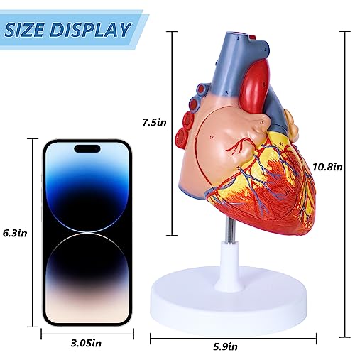 breesky Human Heart Model Anatomy, 4-Part 1:2 Anatomical Heart Model with 49 Anatomical Structures, Held Together with Magnets, Includes Mounted Display Base, Detailed Product Manual - style: 49-Numbered Anatomical Heart Model