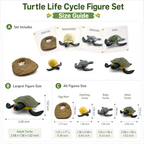 Montessori Life Cycle Animal Figures with Flash Cards, Lifelike Animal Growth Cycle Biological Model Set (Turtle) - style: Turtle