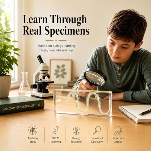 Snake Skeleton Resin Specimen - Real Snake Skeleton Preserved in Clear Acrylic Block,Biology Teaching Aid,Homeschool Science,Unique Home Office Desk,Gift (5.51×2.52×0.79 inch) - color: Snake Skeleton