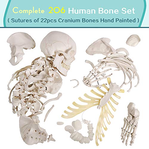 Disarticulated Human Skeleton Model for Anatomy 67 inch High, Full Size Skeleton Models with Poster, Skull, Bones, Articulated Hand & Foot