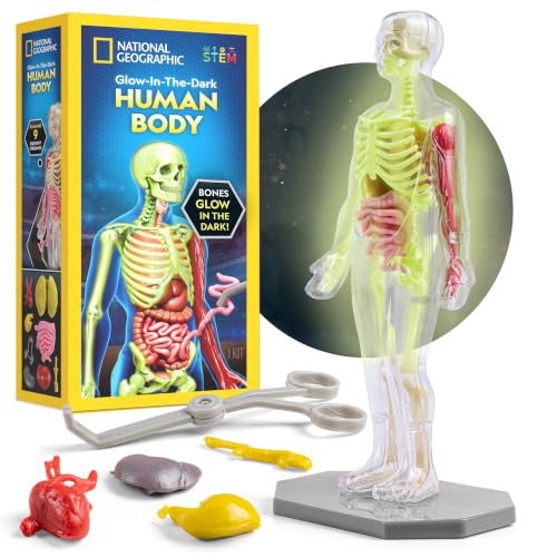 National Geographic Human Body Model for Kids 32-Piece Anatomy Set