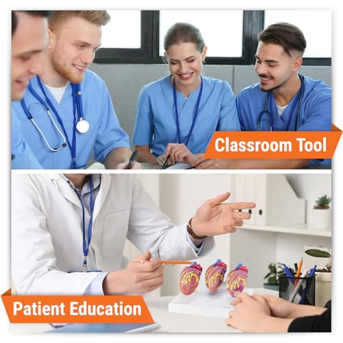 GPI Anatomicals 3-Piece Mini Heart Model Set, Normal and Diseased - style: Mini-Heart Model