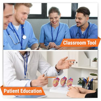 GPI Anatomicals 3-Piece Mini Heart Model Set, Normal and Diseased - style: Mini-Heart Model