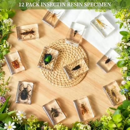 12Pcs Insect Specimens Set, Real Insect Taxidermy in Resin Specimens with Magnifier & Info Cards, Unique Science Educational Bugs, Oddities Gift - color: 12 Pcs Insect Set 1