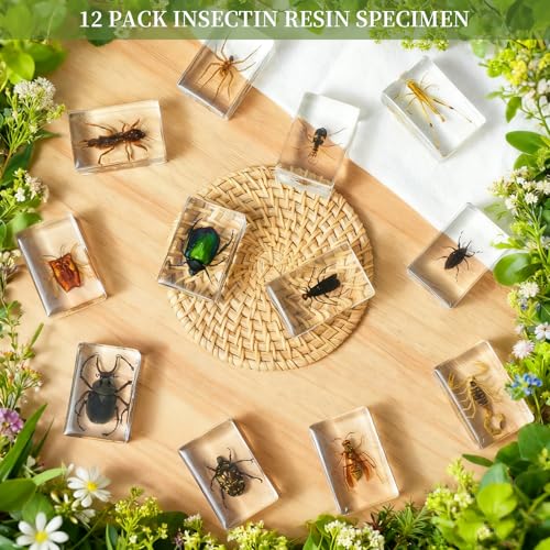 12Pcs Insect Specimens Set, Real Insect Taxidermy in Resin Specimens with Magnifier & Info Cards, Unique Science Educational Bugs, Oddities Gift - color: 12 Pcs Insect Set 1