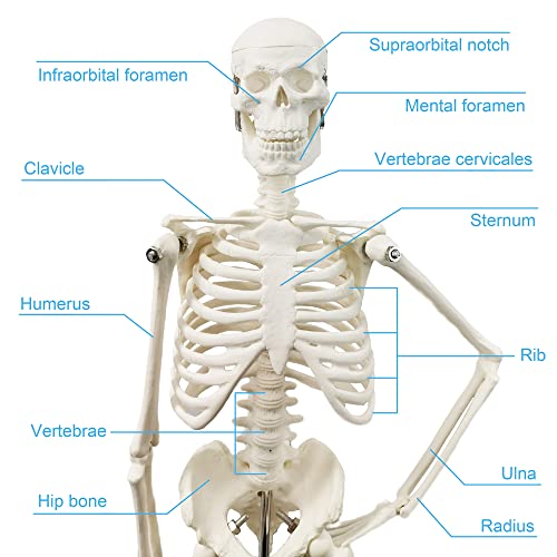 HADWYN Full Body 17.7" High Human Body Skeleton Model for Anatomy