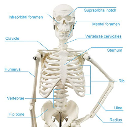 HADWYN Full Body 17.7" High Human Body Skeleton Model for Anatomy