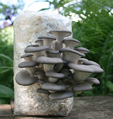 Two Mushroom Grow Kits, 3Lb Each (Blue Oyster & Golden Oyster) - style: Blue Oyster & Golden Oyster