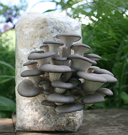 Two Mushroom Grow Kits, 3Lb Each (Blue Oyster & Golden Oyster) - style: Blue Oyster & Golden Oyster