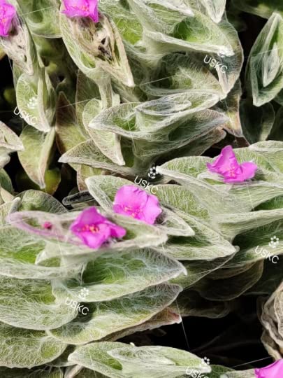 No Root Plant cuttings from USKC (3pc Trasdencantia Sillamontana no Root cuttings) - color: 3pc Trasdencantia Sillamontana no root cuttings