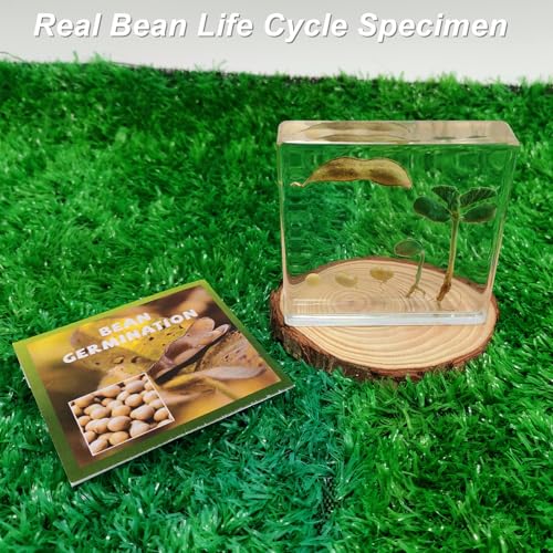 Real Bean Plant Life Cycle Specimen in Resin, Lifecycle of Bean Germination - size: Lifecycle Bean