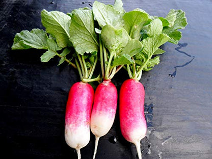 Rapid Yield Radish 18 Days Seeds for Planting 250+ Non-GMO Seeds French Breakfast Radish