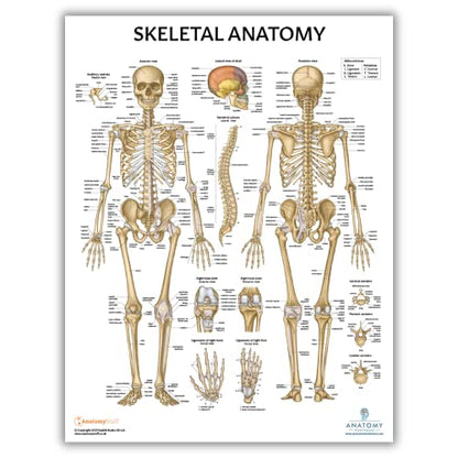 Anatomy Lab Stretching, Muscular, and Skeletal Human Anatomy Poster Set - 3 PACK LAMINATED, 17.3 x 22.5 Inches, Detailed Skeletal System and Muscle Chart Anatomy Poster - color: Stretching + Muscular + Skeletal