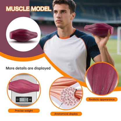 1lb Human Fat Muscle Replica with Base,Anatomic Model for Gym & Med Train
