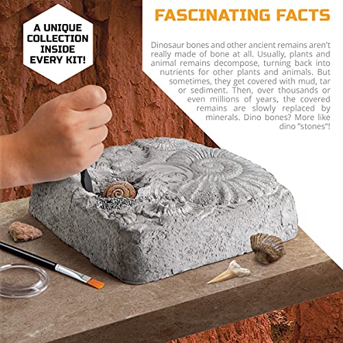Discovery Colossal Fossil Dig Set, 15-Piece Archeology Excavation Kit, Uncover Real Shark Teeth and More, STEM Toys for Boys and Girls