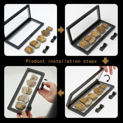 Trilobite Fossil Display Set – 5PCS Authentic Prehistoric Fossils in Rock, Educational Science Specimens for Kids & Adults, Geological Collection, Unique Gift for Collectors and Classroom Use