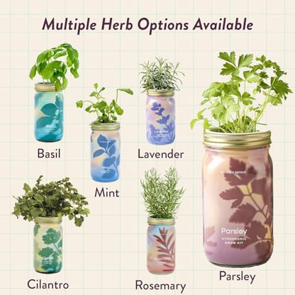 Modern Sprout Mason Garden Jar - Self-Watering Hydroponics Kit - Parsley - color: Parsley, size: Garden Jars