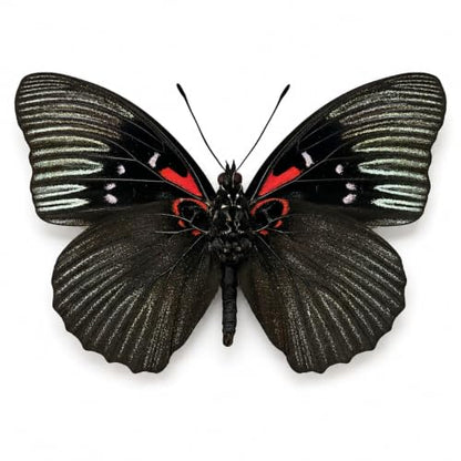 Real Sasakia Funebris Black Empress Butterfly Unmounted Taxidermy BU-134 - color: 1 Butterfly #134