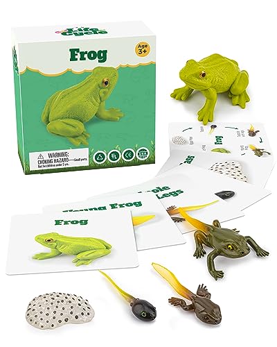 Life Cycle Kit Montessori - Realistic Figurine Toys, Animal Matching Game Frog Animals, Easter Basket Stuffers for Kids, Science Fun for Learning Education Toys - style: Life Cycle - Frog
