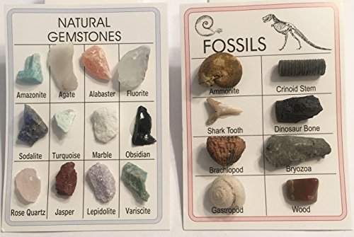 Fossil & Mineral ID Charts - 2 charts with Genuine specimens - 12 Minerals and 8 Fossils - Great for Science Fairs - Ideal Fossil and Mineral Sampler