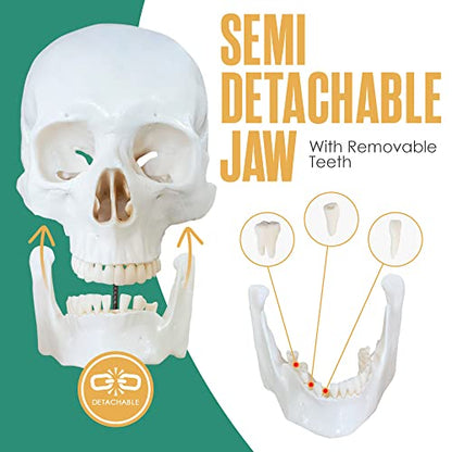 Disarticulated Human Skeleton, Human Skeleton Model for Anatomy, 62” Height
