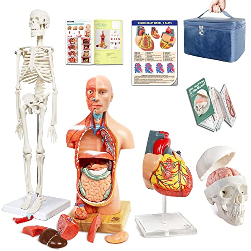 Human Body, Skeleton, Heart, Half Size Skull with Brain Models