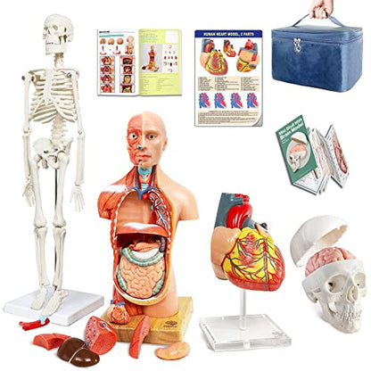 Human Body, Skeleton, Heart, Half Size Skull with Brain Models