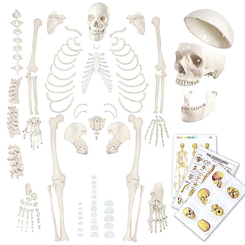 Disarticulated Human Skeleton Model for Anatomy 67 inch High, Full Size
