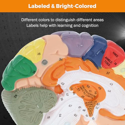 BEAMNOVA Human Brain Model, 2 Times Life Size Detachable Anatomy Model
