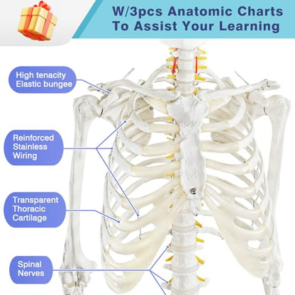 2026 New Medical Anatomical Human Skeleton Model, Life Size
