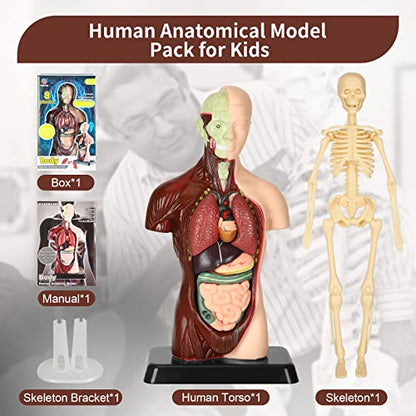Human Body Model, 8 Pcs Removable with Skeleton Model for Kids