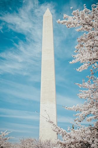 Washington D.C. Cherry | Tree Seed Grow Kit | The Jonsteen Company