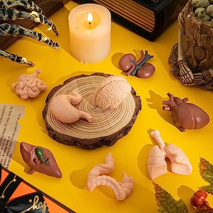 8PCS Mini Human Body Model for Kids