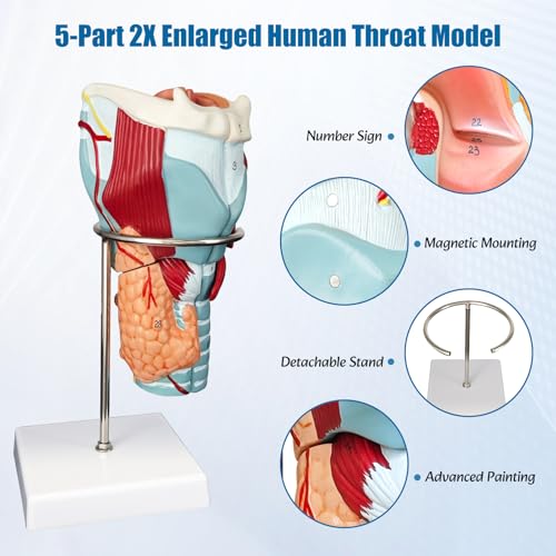 2X Enlarged Human Throat Model,5 Parts Human Larynx 3D Anatomy Model Laryngeal Muscles Cavity Bone with Labeled Numbered Product Manual Card and Removable PVC Base for Medical Education Study - size: 2X Enlarged