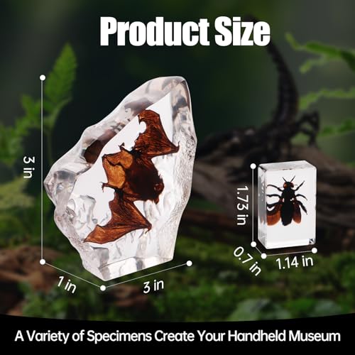 Black Bugs Specimen Resin, Special-Shaped Bat Taxidermy Insects & Beetle for Science Classroom Specimens Supplies, Halloween Christmas Gothic Gifts for Men, Black Oddities Décor(Bat Decor 7) - size: 7 Special Bat+