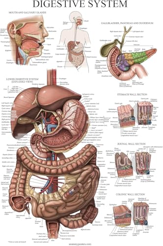 Palace Learning Laminated Digestive System Anatomical Chart - Gastrointestinal Anatomy Poster 18" x 24" - color: Laminated