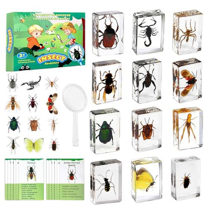 12 PCS Insect Specimen, Real Bugs in Resin for Science Classroom