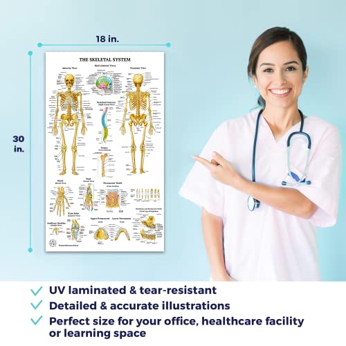 12 Human Anatomy Posters - Medical Posters 18x30 - Laminated Poster
