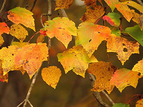 Red Maple | Tree Seed Grow Kit | The Jonsteen Company