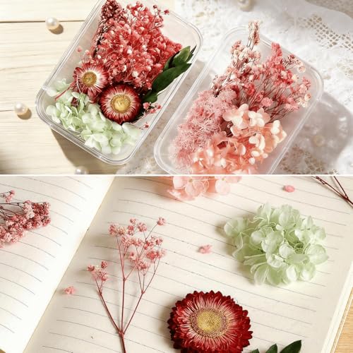 2PCS Dried Flowers Kit, Natural Dried Flowers Kit for DIY Crafts, Scrapbook, Card Making (Style_5_34) - color: Style_5_34