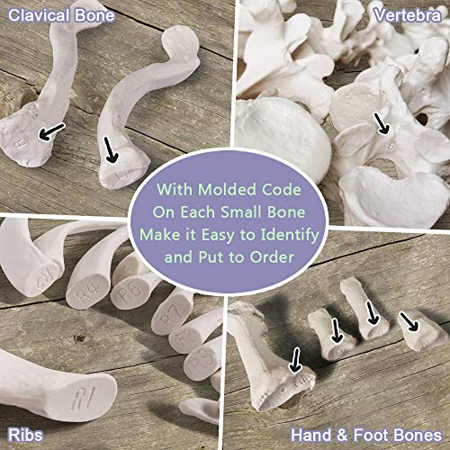 Disarticulated Human Skeleton Model for Anatomy 67 inch High, Full Size
