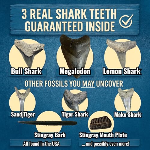 Megalodon Shark Tooth Dig Kit - Authentic Fossils Found in The USA(Megalodon Fragment Guaranteed + Lemon & Bull Shark Teeth) - Uncover Real Fossils - Perfect STEM Gift for Kids
