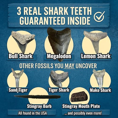 Megalodon Shark Tooth Dig Kit - Authentic Fossils Found in The USA(Megalodon Fragment Guaranteed + Lemon & Bull Shark Teeth) - Uncover Real Fossils - Perfect STEM Gift for Kids